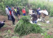 Balai Besar TNBTS Bantah Larangan Terbangkan Drone karena ada Ladang Ganja