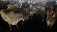 Sapi Kurban Terlepas dan Mengamuk di Jaktim, 3 Warga Terluka