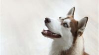 Iran Larang Warganya Bawa Anjing ke Luar untuk Jalan-jalan