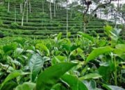 Transformasi Arah Bisnis Menuju Hilirisasi Komoditas, PTPN I Undang Investor Berkolaborasi