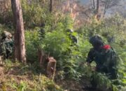 21.400 Batang Ganja Ditemukan di Yahukimo Papua, Diduga Terkait Aktivitas OPM