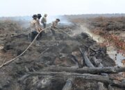 Karhutla yang Belum Padam Tersisa 96,07 Hektare