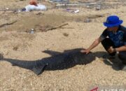 Geger! Warga Temukan Anak Hiu Paus 2 Meter Mati di Pantai Kendari