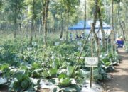 Hari Tani Nasional, Dari Energi Terbarukan, Tumbuh Pangan dan Kemandirian Petani